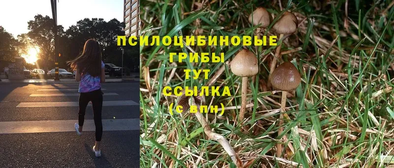 блэк спрут как войти  наркотики  Куровское  Галлюциногенные грибы Cubensis 